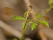 J19_1974 Diplacodes haematodes female